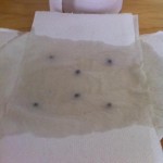 Pic 1 - 3: The Feminized White Widow seeds I started with