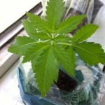 http://www.ilovegrowingmarijuana.com