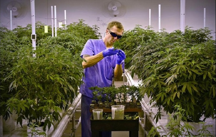 MMJ cultivation