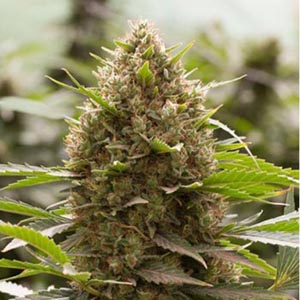 amnesia_kush