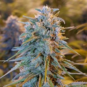 blue_dream_2