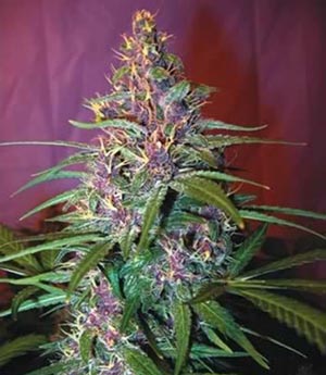 purple_haze_g13_labs_seeds (1)