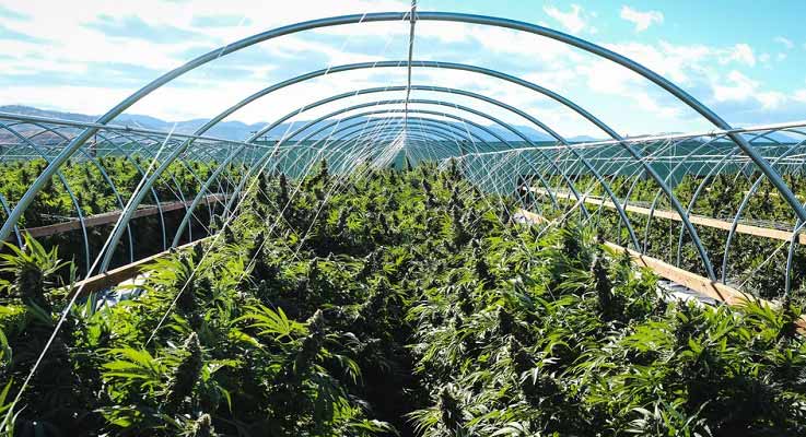 Commercial-Grow1