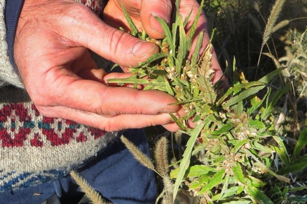 Hempseed