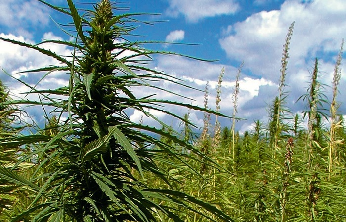 field of hemp near Arborg - Billy Dudek photo