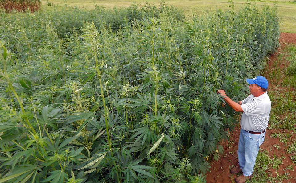 Hemp lg