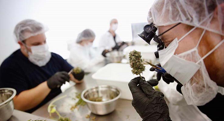MMJ-Research1