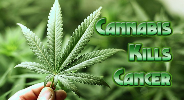 cannabis-kills-cancer1