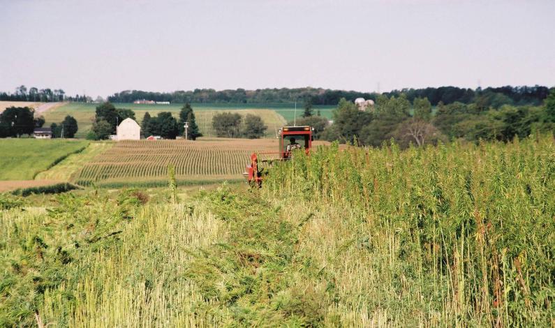 hemp-harvesting-1