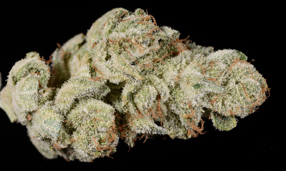 Gorilla Glue #4 (marijuana review)