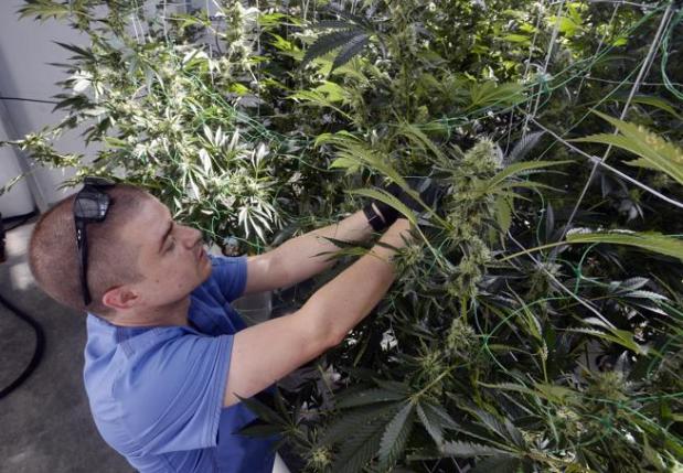 Eric Haughton is chief production at Vera Cultivation, which boasts a first-of-its-kind facility that drastically reduces the amount of energy consumed in growing cannabis.