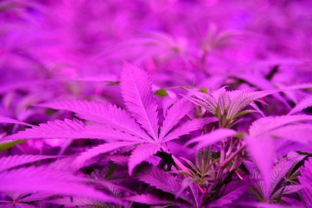 Cannabis grows at the LivWell Grow Warehous Thursday, December 6, 2018, in Denver.