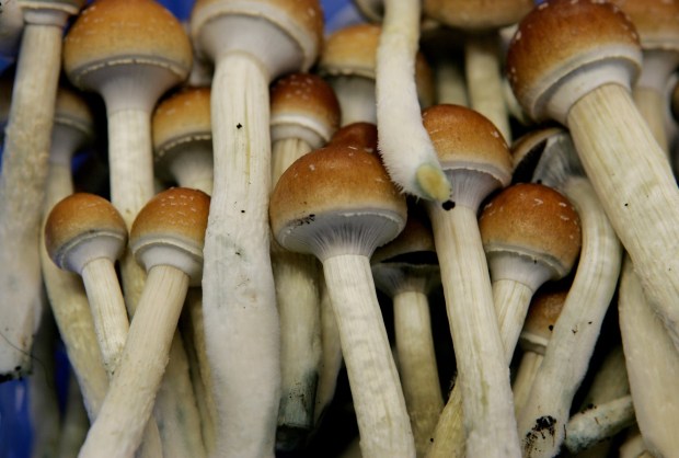 Magic mushrooms are seen at the ...