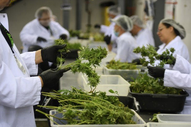 Trimmers sort and trim marijuana plants ...
