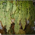 HISTORIC DURANGO'S FRIENDLIEST LOCAL RECREATIONAL MARIJUANA DISPENSARY