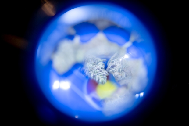 A cannabis bud is seen through ...