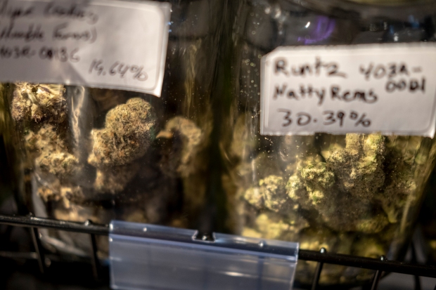 Cannabis buds of different strains fill ...