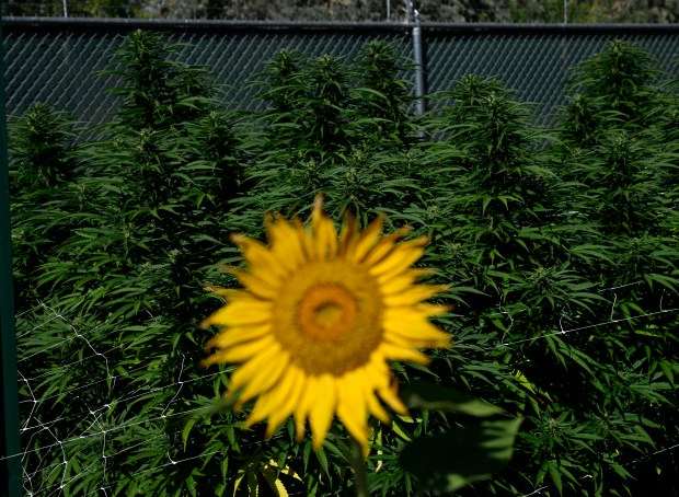 The Republic cannabis cultivation is in the middle of harvest season for its outdoor cannabis grow on September 19, 2022 in Boulder, Colorado. (Photo by RJ Sangosti/The Denver Post)