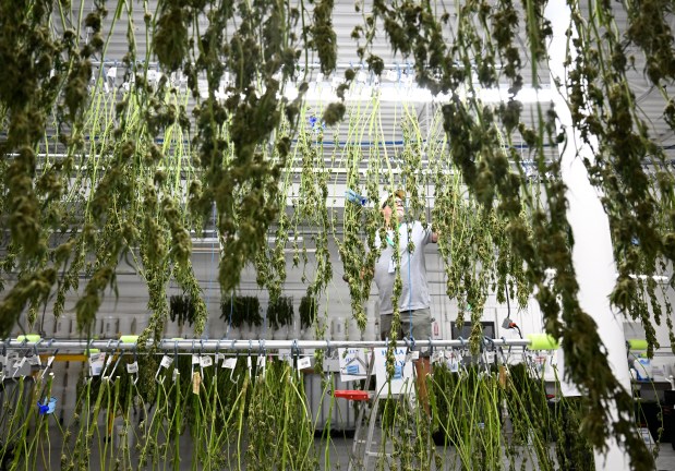 Dave Schlax, an employee at The Republic cannabis cultivation, hangs up plants to dry on Sept. 19, 2022, in Boulder. (Photo by RJ Sangosti/The Denver Post)