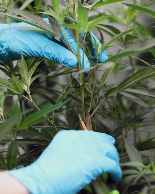 An employee at Seed & Smith cannabis company cuts clones...