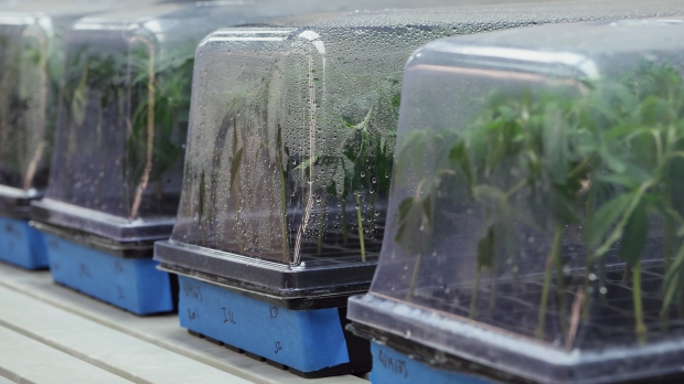 Once clones are clipped from a mother plant, they are...