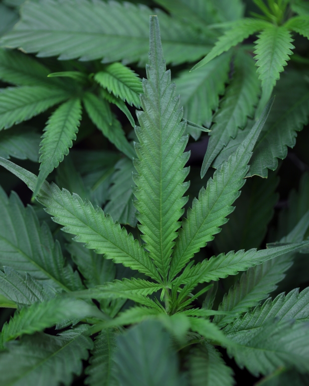 Seed & Smith cannabis company sells clones at both its...