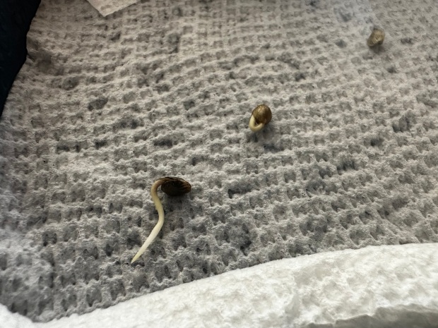 After soaking cannabis seeds for 12 to 24 hours, place...