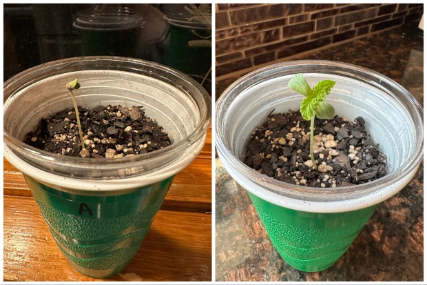 Once your seed sprouts a taproot, it's time to put...