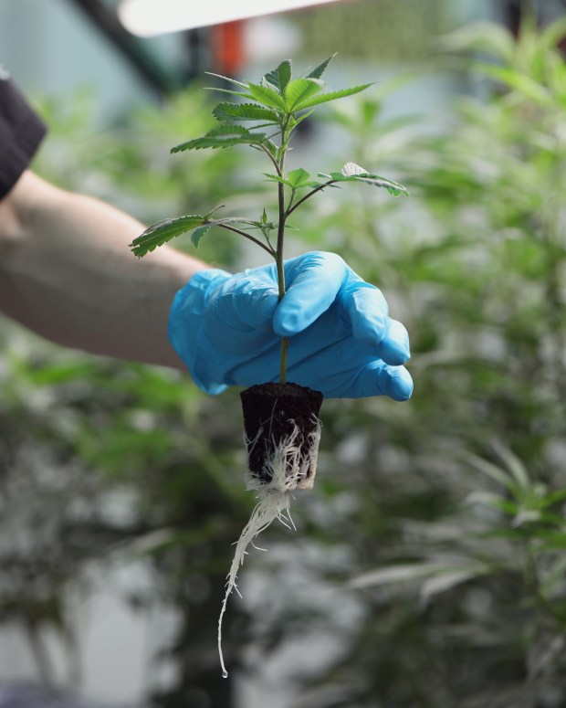 Seed & Smith cannabis company sells ready-to-be-planted clones for home growers in Colorado. It has two locations in Denver and Lousiville.(Provided by Lucas Davidson)