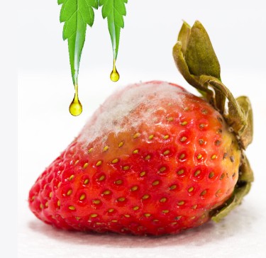 cbd for food spoilage preserving fruit