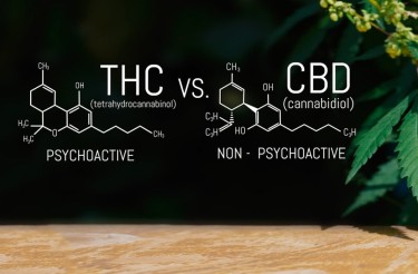 cbd thc ratio for diabetes