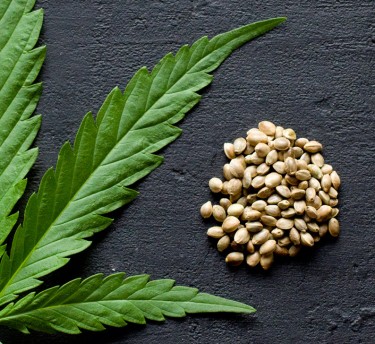 TOP STRAINS OF THE YEAR