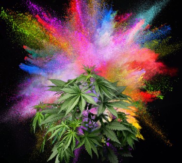 how to flavor marijuana cannabis