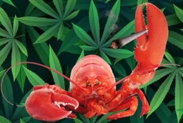maine loosens cannabis restrictions