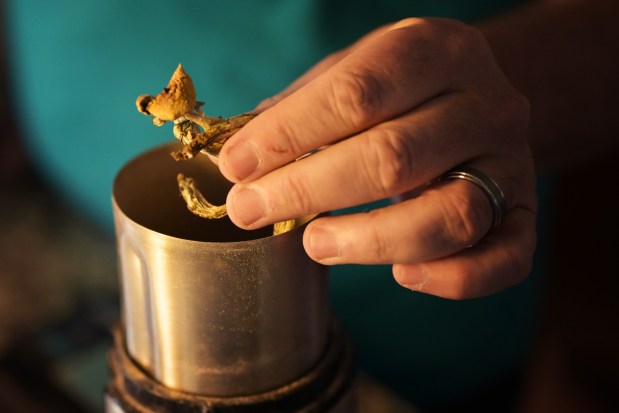 Joe Stone grinds a psilocybin mushrooms dose at his home in Westminster on Tuesday, Aug. 22, 2023. (Photo by Hyoung Chang/The Denver Post)