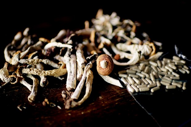 Home-grows psilocybin mushrooms are pictured in August. (Photo by Hyoung Chang/The Denver Post)