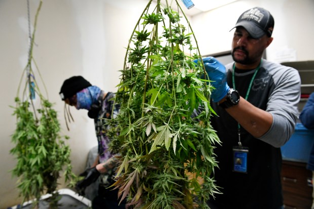 DENVER, CO - JANUARY 14: Trimmers work on trimming large stalks of marijuana plants at the Fat Face Farms cultivation facility on January 14, 2020 in Denver, Colorado. Prices recently hit a 3-year high and have rebounded after a significant dip that caused many grows to close. We take a look at wholesale bud prices and what the fluctuations mean for the industry in 2020. Fat Face Farms is a recreational cannabis grow in Denver, Colorado. They have been family owned since 2014. The company has an extensive varieties of strains. (Photo by Helen H. Richardson/The Denver Post)