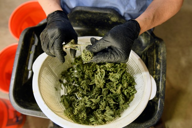Marijuana plant processor Mario Arroyo trims buds off of marijuana plants at MMJ America cannabis growing facility in 2018 in Denver.