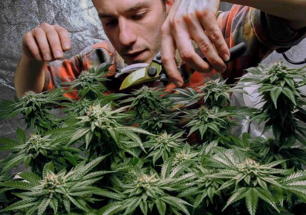 James MacWilliams prunes a marijuana ...