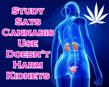 CANNABIS AND KIDNEY HEALTH