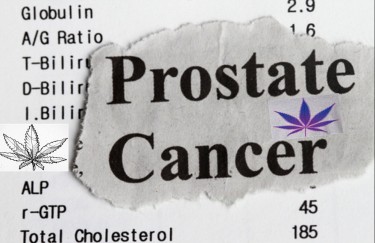 MARIJUANA FOR PROSTATE CANCER