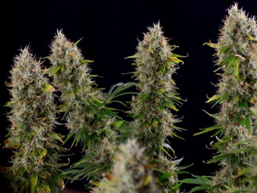 cannabis flowering stage