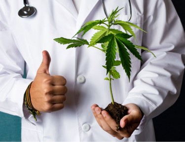 DEA SAYS TO GROW MARIJUANA MUSHROOMS