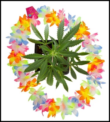 Hawaii Weed