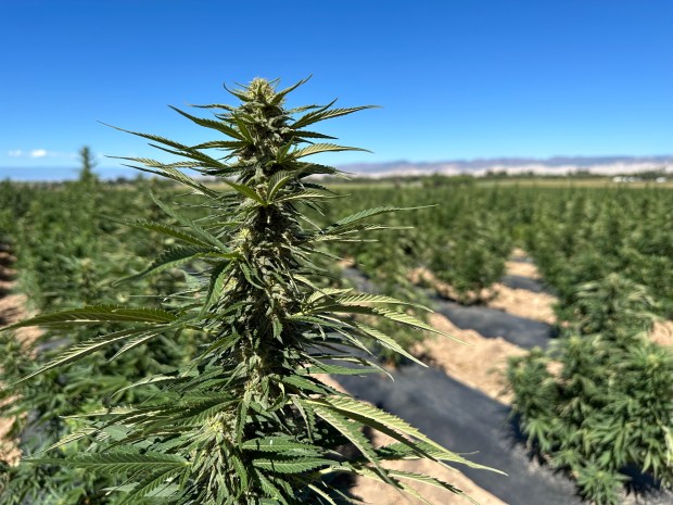 Typhoon Farma operates an 186-acre hemp farm in Montrose. From Sept. 15 to 17, locals and visitors to the Western Slope can stop by and pick their own plants to take home with them. Typhoon Farma will sell strains rich in CBD and CBG, such as Sour Lifter and Stem Cell, for $40 each. They'll also receive instructions on how to cure and trim the plant. (Tiney Ricciardi, The Denver Post)