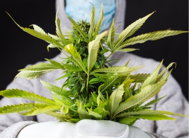 Minnesota mayor grows weed