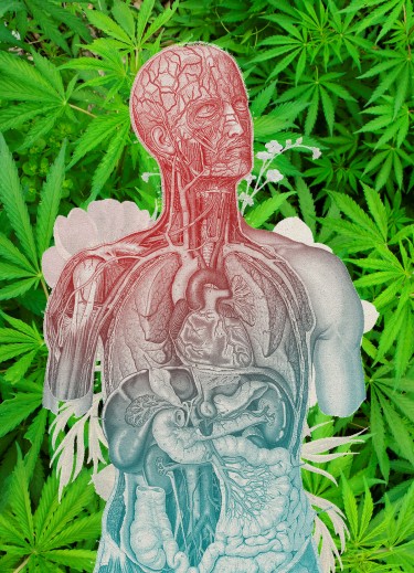 entourage effect cannabis is real