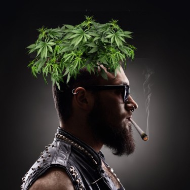 marijuana mullet