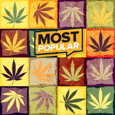 most popular strains in californai