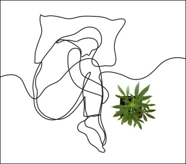 cannabis for depression studies